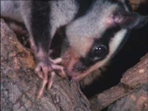 Australische Beuteltiere