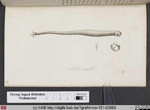 Teredo Navalis / Der Pfahlwurm, Schiffwurm.
