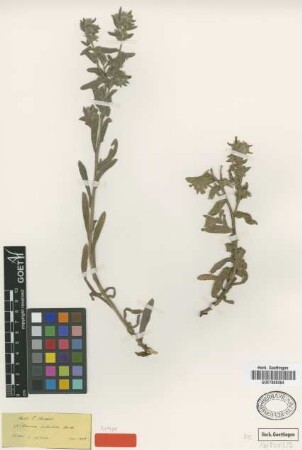 Alkanna tubulosa Boiss. [syntype]