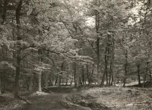 Darß. Buchenwald (Nähe Weststrand)