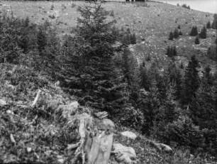 Wald : Blick in ein bewaldetes Bergtal