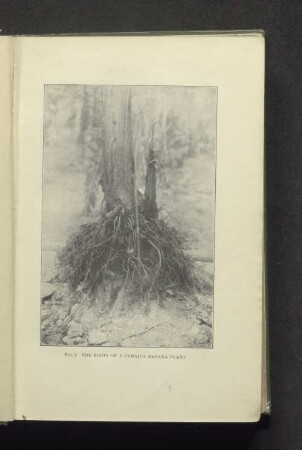 Fig. 1. The roots of jamaica banana plant