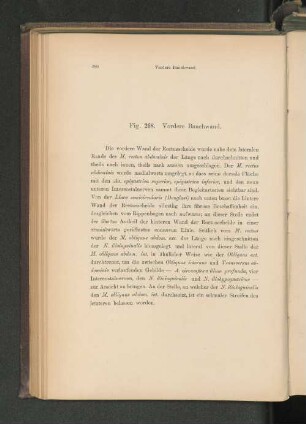 Fig. 268. Vordere Bauchwand.