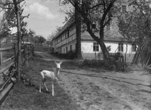 Gezähmtes Reh im Grundstück