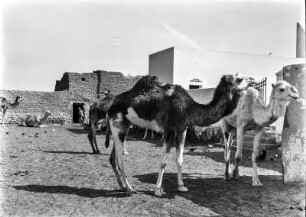 Kamele : Reitkamele im Hof von Fort Ghadames.