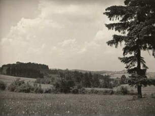 Burgstein-Ruderitz südwestlich von Plauen. Blumenwiese mit Fichte gegen Ruine Burgstein. Ansicht von Süden von der Straße Großzöbern - Krebes. Im Hintergrund rechts der Ort Schwand