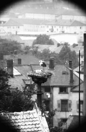 Freiburg: Blick vom Turm der Universität auf ein Storchennest auf der Universitätsbibliothek