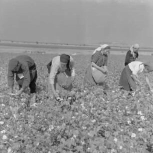Baumwollernte auf den Feldern der Landwirtschaftlichen Produktionsgenossenschaft in Usundshowo. Frauen bei der Ernte