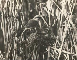 Rotrückenwürger oder Neuntöter (Lanius collúrio L.). Männchen am Nest