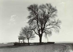 Babisnauer Pappel : Babisnauer Pappel. 1808 gepflanzte Schwarz-Pappel (Populus nigra) mit junger Pappel in heckenumpflanzter Anlage mit Aussichtsgerüst