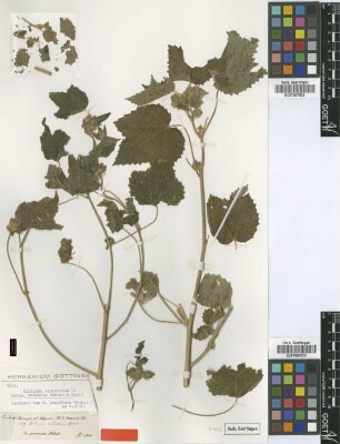 Hibiscus modaticus Hochst. ex A.Rich. [isotype]