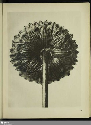 Cotula coronopifolia. Krähenfußblätterige Laugenblume. Fruchtköpchen in 30facher Vergrößerung