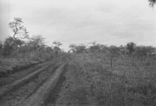 Giraffe in der Masaisteppe : Afrikanische Savanne mit einer Landstraße an deren Ende eine Giraffe ist