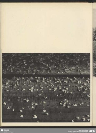 Les feuilles mortes au soleil levant