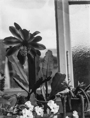 Kaktusblüte : Blüte eines Phyllokaktus auf einem Balkon in Jena.