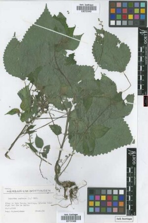 Laportea aestuans (L.) Chew