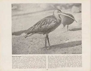 Brachvogel