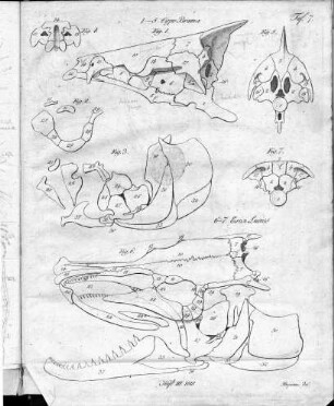 Tafel 7 : zur Isis Heft III. 1818