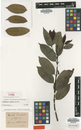 Lacmellea edulis H.Karst. [isolectotype]
