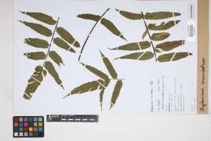 Asplenium incurvatum Fée