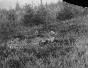 Dachshund : Ein Kurzhaar-Dackel mit dem Namen Puck im Gras.