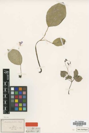 Impatiens janthina Thwaites [type]