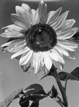 Blumen. Sonnenblume