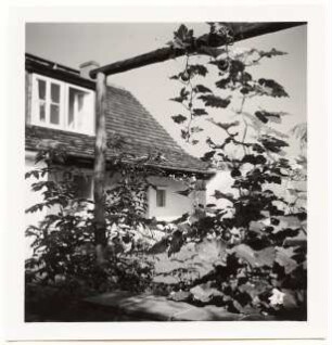 Garten Elsbeth Heddenhausen, Berlin-Zehlendorf: Malven