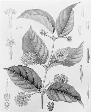 Gambir (Uncaria gambir), farbig : Geographie | Wirtschaftsgeographie | Gerb-, Flecht- und Papierstoffe liefernde Pflanzen | Gerbstoffe, Flechtstoffe und Fasern, Papierstoffe liefernde Pflanzen