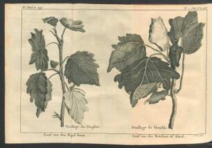 Tafel: Loof van den Popel-boom. Loof van den Ratelaar of Abeel. [...]