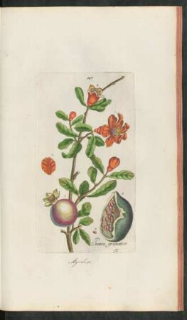 147. Punica granatum