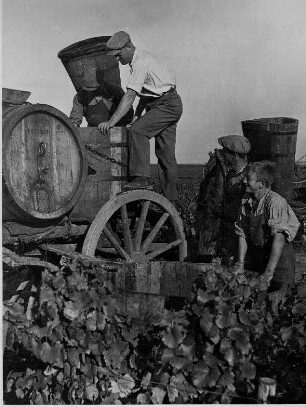 Rheinpfalz. Weinernte. Die geernteten Trauben werden in Bütten auf die Wagen gebracht, um anschließend in die Kelterei transportiert zu werden.