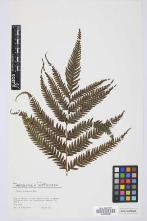 Pteris incompleta Cav.