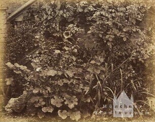 Studien am Heidelberger Schloss: Vordergrundstudie: Malven, Rosen und Gartenschilf