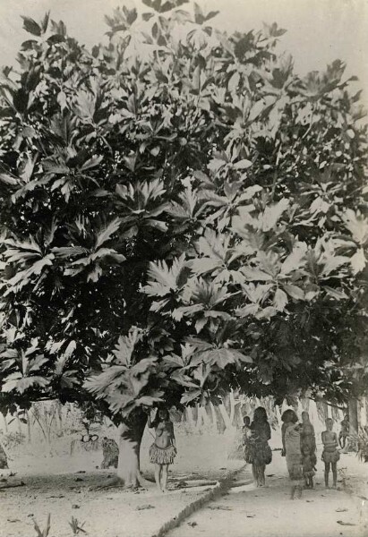 "Breadfruit tree, Nauru"