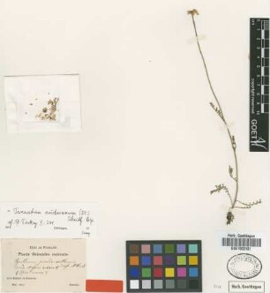 Pyrethrum pseudanthemis Boiss. & Huet [type]