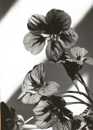 Kapuzinerkressen (Tropaeolum). Blüten