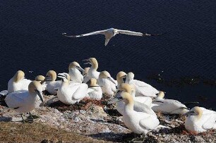 Deutschlands wilde Vögel - Teil 2 - Die Reise geht weiter