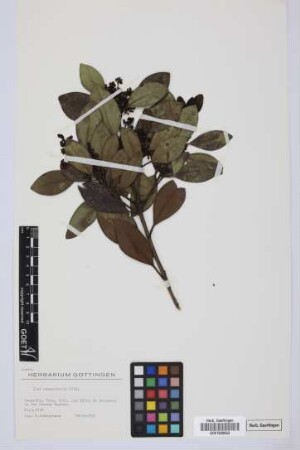 Ilex canariensis canariensis Poir.