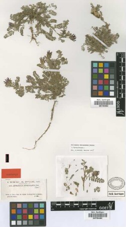 Astragalus bourgaeanus Coss. [isotype]