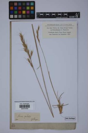 Avena pratensis