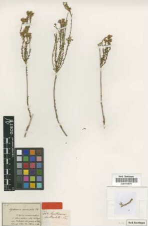 Agathosma chortophila Eckl. & Zeyh. [type]
