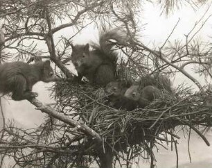 Eichhörnchen (Sciurus vulgaris L.). Alte und Junge im Nest