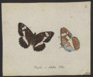 Papilio.