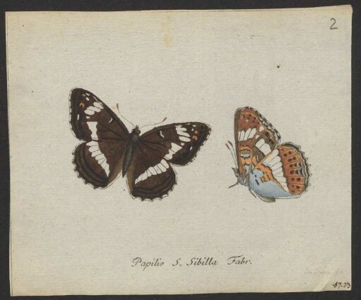 Papilio.