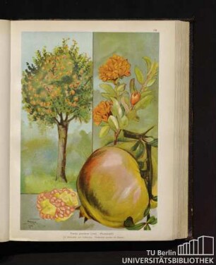 Punica granatum Linné. Granatapfel.