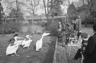 Fütterung der Pelikane im Karlsruher Zoo