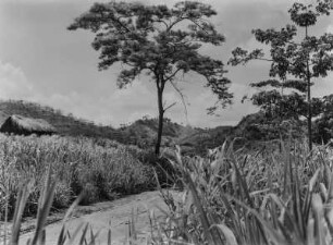 Die Uluguru-Berge : Ausläufer der Uluguru-Berge. Im Bildvordergrund Landwirtschaftliche Anbauflächen. Links, in der Bildmitte eine Hütte einer Siedlung