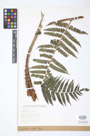 Alsophila procera (Willd.) Desv.