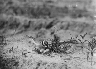 Flussregenpfeifer : Flussregenpfeifer (Charadrius dubius Scopoli) am Nest.